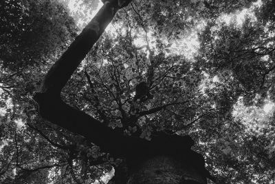 Silhouette trees in forest against sky