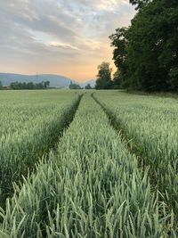 Scenic view of agricultural field against sky during sunset