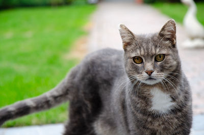 Portrait of cat looking at camera