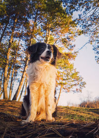 Low angle view of dog looking away on field