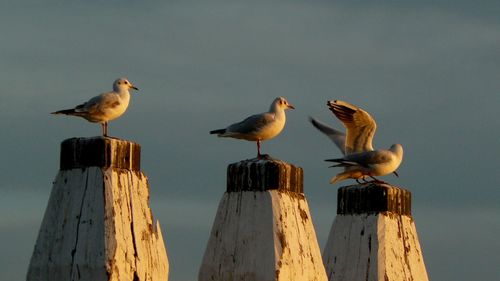Seagulls perching on wooden post