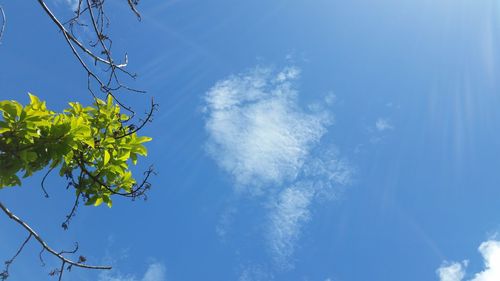 Low angle view of trees against blue sky