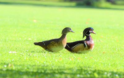 Male and female duck walking across the grass of a golf course