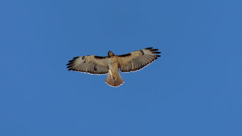 Low angle view of bird flying against clear blue sky