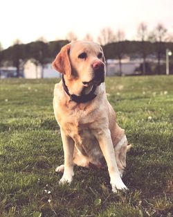 Dog sitting on field