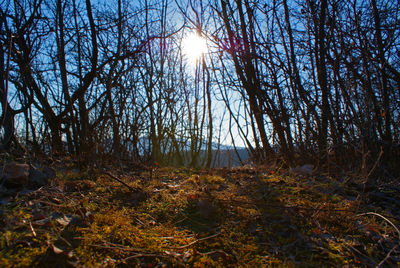 Sun shining through trees in forest