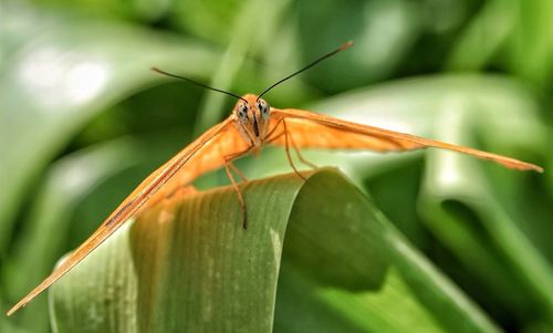 Close-up of insect on leaf