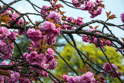 Low angle view of pink cherry blossoms in spring
