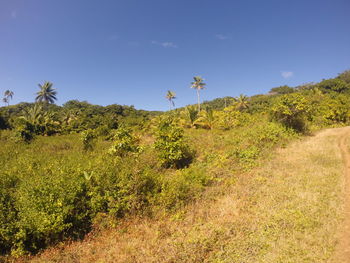 Plants growing on field against sky