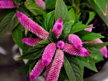 Close-up of pink flowering plant