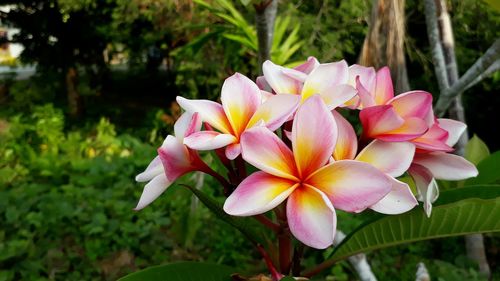 Close-up of pink frangipani flowers