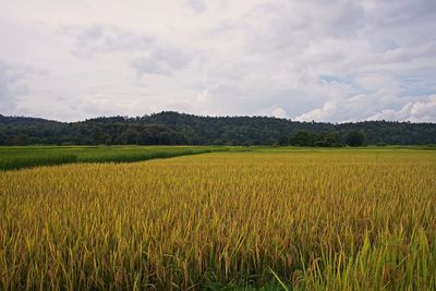 Scenic view of agricultural field against sky