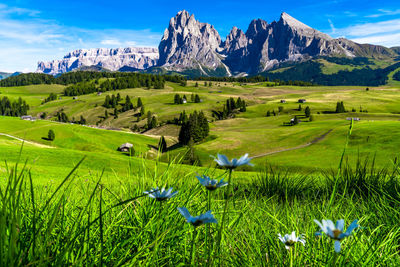 Seceda mountains at the dolomites, trentino alto adige, val di funes valley, south tyrol in italy