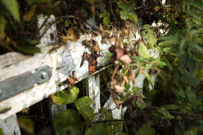 Close-up of spider web on branch of tree
