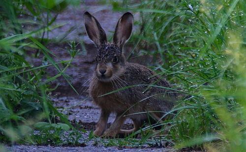 View of animal on land