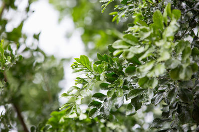 Close-up of fresh green leaves