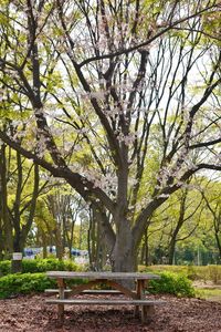 Trees in park