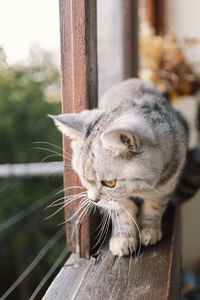 Portrait of a beautiful cat. cute cat portrait. happy pet.