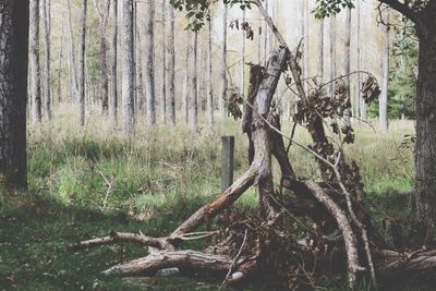 Trees in forest