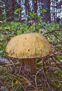 Close-up of mushroom growing in forest