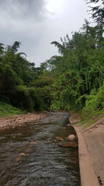 River flowing amidst trees in forest against sky