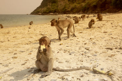 Lioness walking on sand at beach