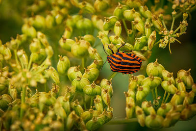 Close-up of insect on plant