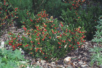 Close-up of plants