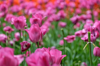 Close-up of pink flowering plants on field