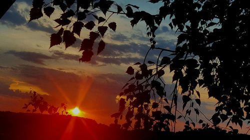 Silhouette trees against sky during sunset