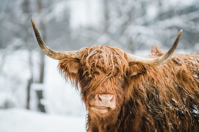 Galloway cattle or scottish highland cattle in snow covered landscape.