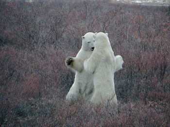 Polar bears rearing up amidst plants on field
