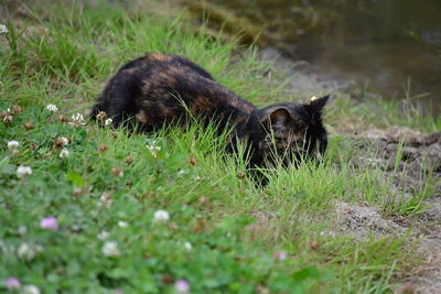 Cat lying on grass