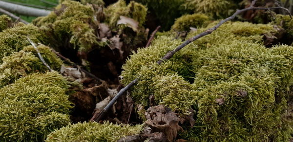Close-up of mossy treestomp in the forest 