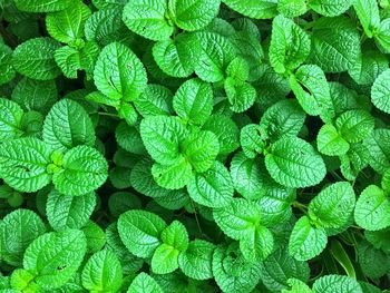 Full frame shot of herbs growing outdoors