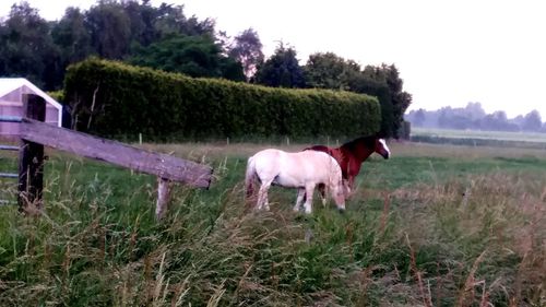 Horse grazing on field against sky