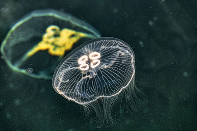 Close-up of jellyfish swimming in sea