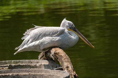 Bird perching on a lake