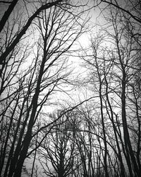 Low angle view of trees against sky