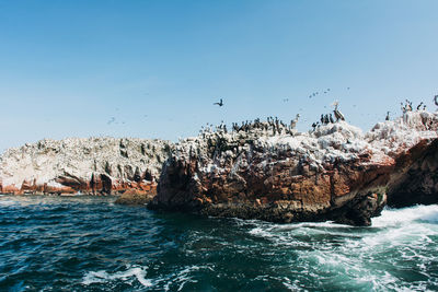 View of cormorants on rocky shore