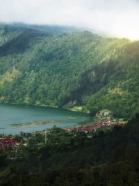 High angle view of trees and plants in forest
