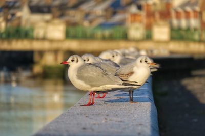 Close-up of seagull perching on retaining wall