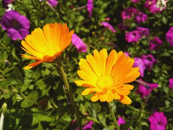 Close-up of yellow flowering plant on field