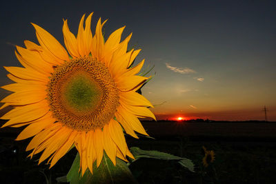 Close-up of sunflower on field against sky during sunset