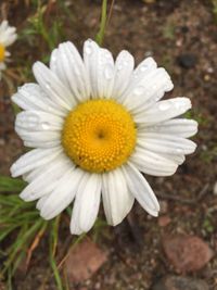 Close-up of white flower in field