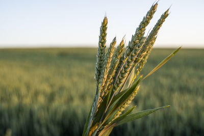 Close-up of wheat growing on field