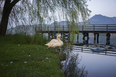 Swan on lakeshore by tree