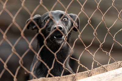 Close-up of a dog looking through chainlink fence