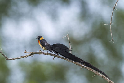 Low angle view of bird perching on branch