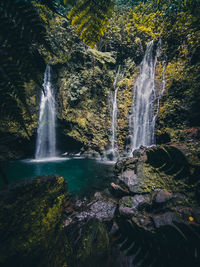 Scenic view of waterfall in forest